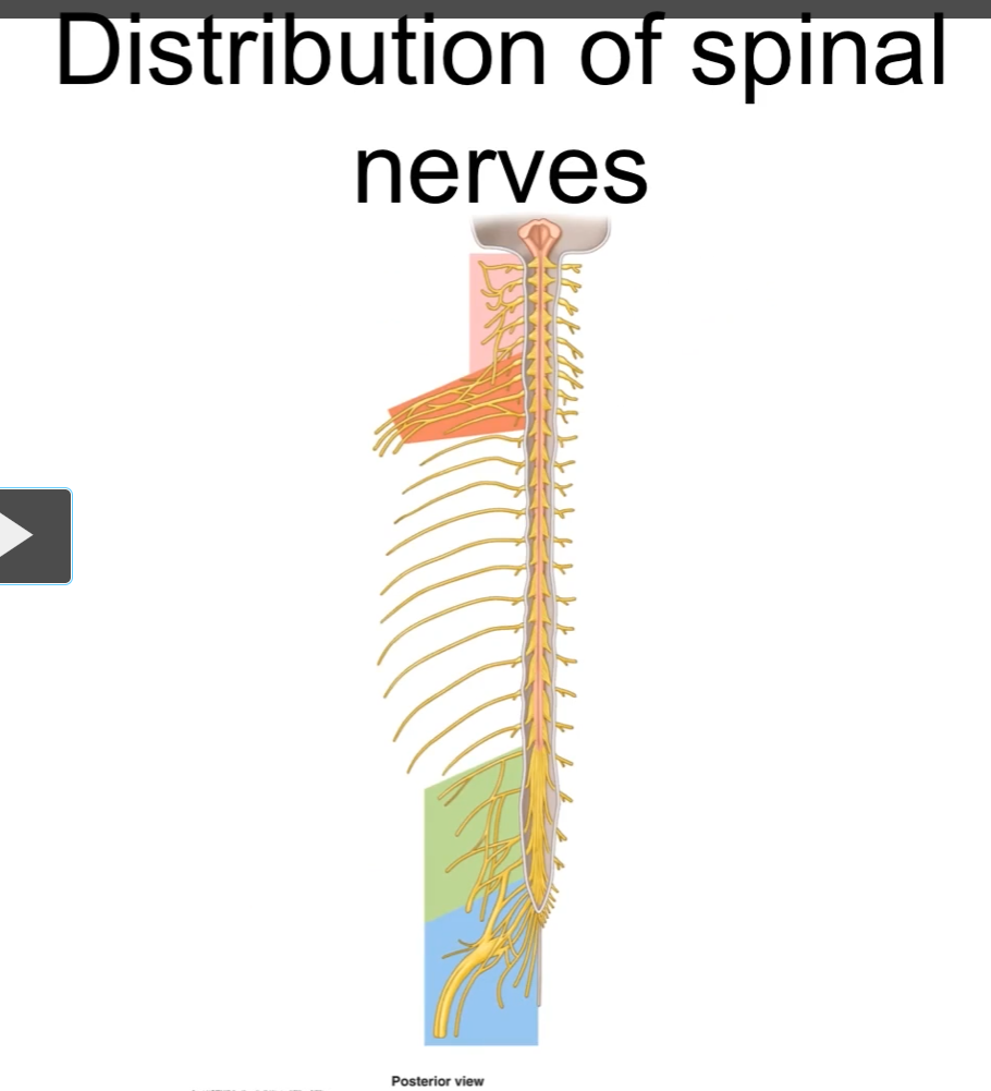 <p>The “plexi” are the areas where the spinal nerves mix with the other nerves</p>