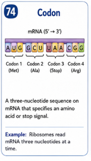 A three nucleotide sequence on mRNA that specifies an amino acid or stop signal. Example: Ribosomes read mRNA three nucleotides at a time.