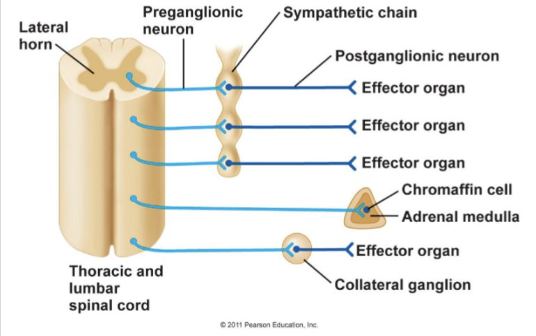 <p>short pre-ganglionic neuron, long post-ganglionic neuron<br>triggers fight or flight, very active and fast in organs, agonist<br>arrive from T1-L2 of spinal cord, have 4 different pathway options (see whiteboard diagram aka parts with ganglia on image)</p>