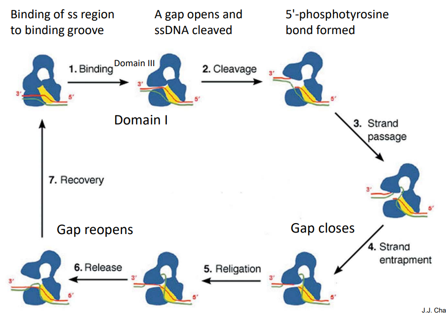 <p>function by a strand-passage mechanism. A transient phospho-tyrosine bond (to the 5’-terminal phosphoryl group) is formed. No additional energy is required to reseal the nick.</p>
