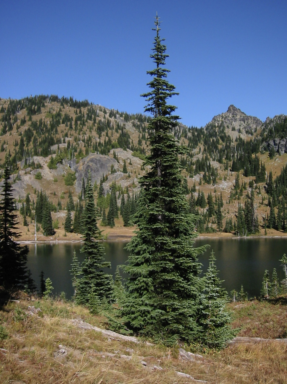 <img src="https://landscapeplants.oregonstate.edu/sites/plantid7/files/plantimage/abla9282.jpg" data-width="100%" data-align="center" alt=""><img src="https://www.conifers.org/pi/ab/l/lasiocarpa13.jpg" data-width="100%" data-align="center" alt=""><p></p><p></p>