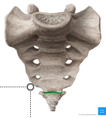 <ul><li><p><span style="font-family: "Century Gothic";">Articulation between sacrum and coccyx</span></p></li><li><p><span style="font-family: "Century Gothic"; color: red;">Symphysis</span></p></li><li><p><span style="font-family: "Century Gothic";">Become partially or completely fused with age (sometimes)</span></p></li><li><p><span style="font-family: "Century Gothic";">Allows very limited movement</span></p><ul><li><p><span style="font-family: "Century Gothic"; color: red;">Slight flexion/extension</span><span style="font-family: "Century Gothic";"> of the coccyx during sitting, defecation, childbirth</span></p></li></ul></li></ul><p></p>
