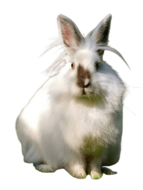 <ul><li><p>Wool production (angora fiber), pets, show, breed</p></li><li><p>Turkey (ankara region) diff breed were developed in different countries, england, france, germany, and USA</p></li><li><p>long, soft wool, that requires regular grooming, diff breeds have variation in size, ear carriage, and wool type, black, white, blue, chocolate, and various other shades.</p></li></ul><p></p>