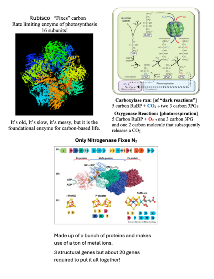 <p><strong>Rubisco </strong>“<em>fixes” </em>carbon. It is the rate limiting step of photosynthesis, and because it is so old it cannot tell the difference between CO<sub>2</sub> and O<sub>2</sub>. Because of this, it can “fix” <em>both </em>of these in carboxylase (“dark”) reactions and oxygenase (photorespiration) reactions..</p><p></p><p>In a similar vein, only <strong>nitrogenase </strong>fixes N<sub>2</sub> (an anaerobic process). However, it cannot tell the difference between N<sub>2 </sub>and O<sub>2 </sub>(actually binding O<sub>2 </sub><em>better </em>than N<sub>2</sub>), and this creates problems since is O<sub>2</sub> binds the nitrogenase will denature/unfold in a case of irreversible competitive inhibition. However, in many cases aerobic respiration is required to provide the fuel (ATP AND NADH) required to carry out the nitrogen fixation.</p><p><em>Note: the active site of nitrogenase has lots of iron in it. </em><strong><em>Iron binds to N<sub>2</sub>.</em></strong></p>