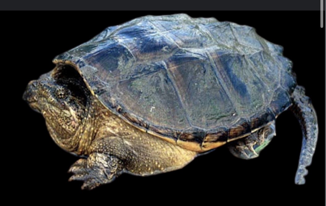 <p>Med dark brown carapace, sculptured, and serrated edge</p><p>Plastron: yellowish and reduced in size</p><p>long thick tapering tail+long neck (tubercles + mottled neck and head)</p>