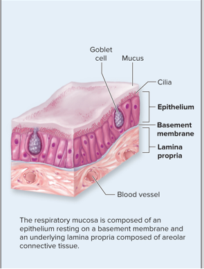<p>Bottom layer of respiratory mucosa composed of areolar (loose) connective tissue</p>