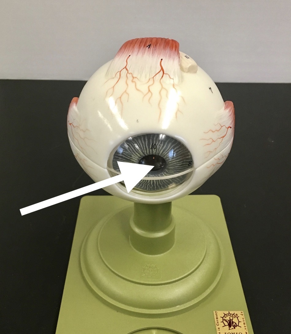 <p><span>name the EMPTY/BLACK CIRCLE structure at the end of the arrow's point</span></p>