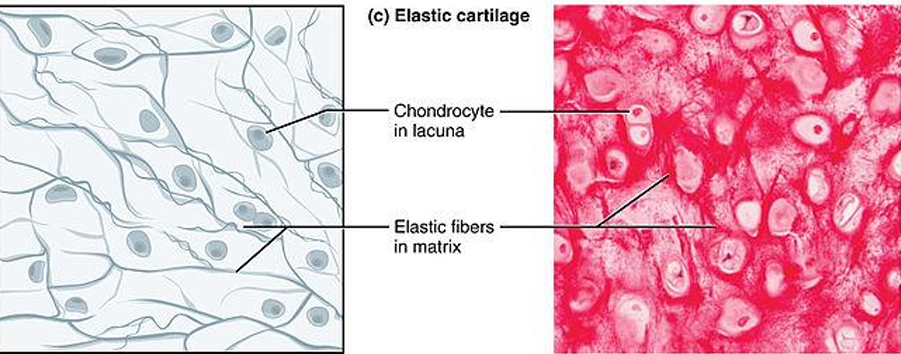 <ul><li><p><strong>Fibrocartilage:</strong><span> A mixture of hyaline cartilage and </span><strong>dense regular connective tissue (type I collagen)</strong><span>.</span></p></li><li><p><span>It is the strongest type, lacks a perichondrium, and is found in </span>intervertebral discs, joint capsules, and ligaments<span> </span></p></li></ul><p></p>