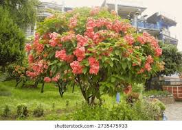 <p>Native to the Philippines and a cultivated ornamental selection derived from Philippine mussaenda; conservation status: not endangered. Most easily identified by its large, vivid pink to rose-colored petaloid bracts surrounding small yellow tubular flowers, creating a highly showy “bouquet-like” appearance that makes it one of the most recognizable ornamental shrubs in tropical landscapes.</p><p>A large evergreen shrub to small tree typically growing 2–4 meters tall, occasionally up to 5 meters, with a spreading, loosely branched crown about 2–4 meters wide. Stems are woody with multiple branches and a somewhat open, arching habit. Branching begins low, forming a bushy structure that responds well to pruning. Leaves are simple, opposite, ovate to elliptic (8–20 cm long), with smooth margins, prominent pinnate venation, and soft green texture. True flowers are small, tubular, yellow, and clustered at the center of large showy bracts that are bright pink to rose-red in this cultivar. Fruits are small berry-like drupes that darken when mature and are dispersed by birds.</p><p>Widely used as an ornamental shrub in gardens, resorts, parks, and residential landscapes due to its intense floral display and long blooming period. No significant toxicity reported. In landscape applications, it is best suited for hedges, mass planting, and focal accents in tropical gardens; it requires regular pruning and fertilization to maintain dense flowering and compact form, and is best placed in sunny, sheltered locations for optimal bract development and color intensity.</p>