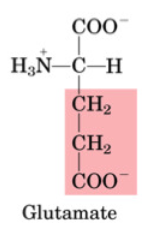<p>•Non-essential</p><p>•Important for amino acid catabolism</p><p>•Transaminated to α-ketoglutarate (Krebs)</p><p>•Used to produce GABA (neurotransmitter)</p>