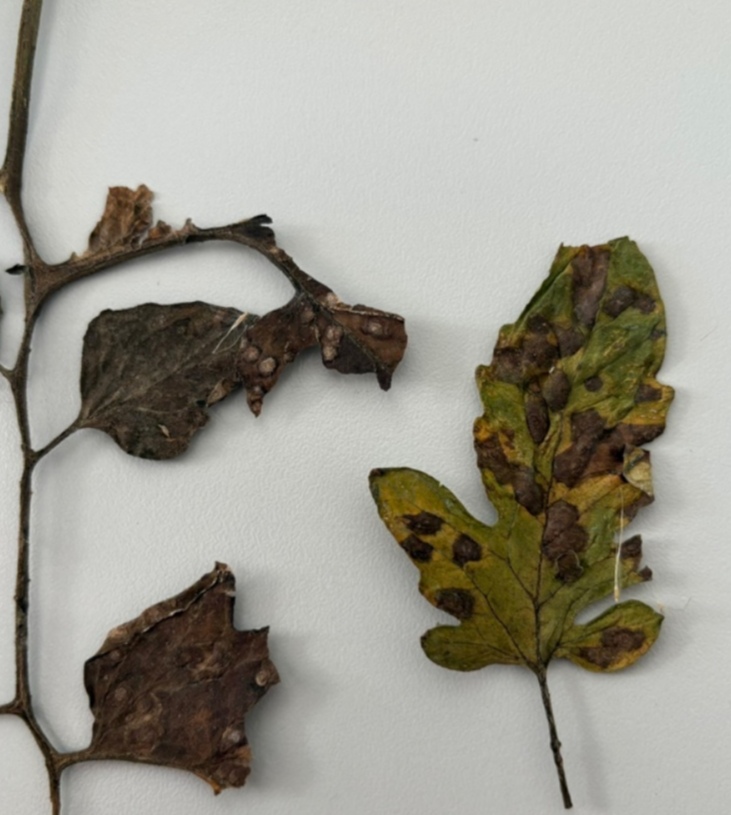 <p>Alternaria alternata - alternarijska pegavost plodov paradižnika (rod Alternaria) </p>