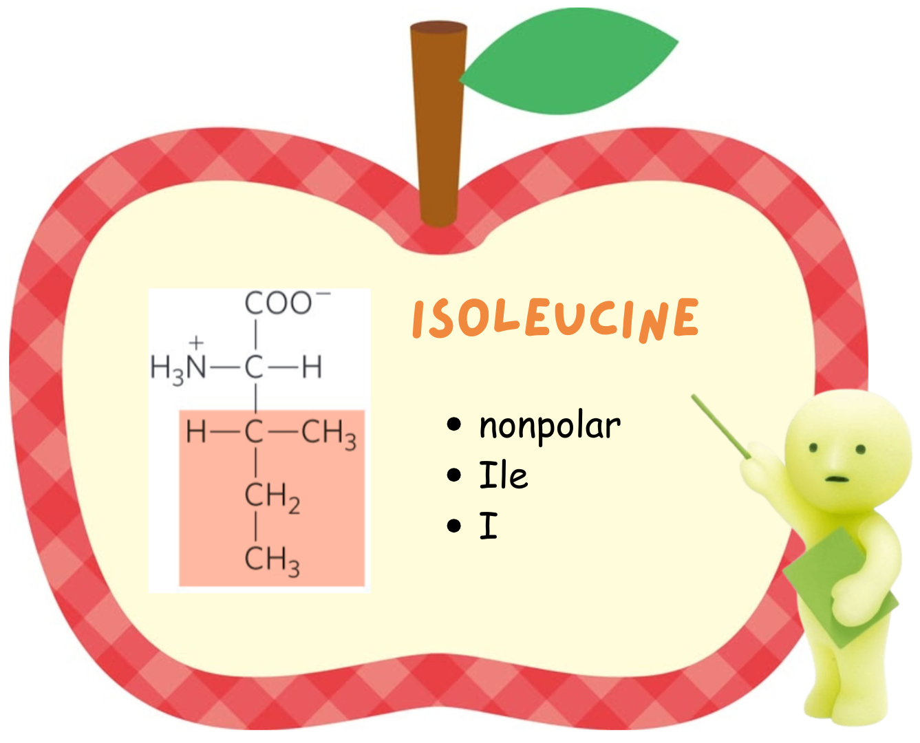 <ul><li><p>Isoleucine</p></li><li><p>nonpolar</p></li><li><p>Ile</p></li><li><p>I</p></li></ul><p></p>