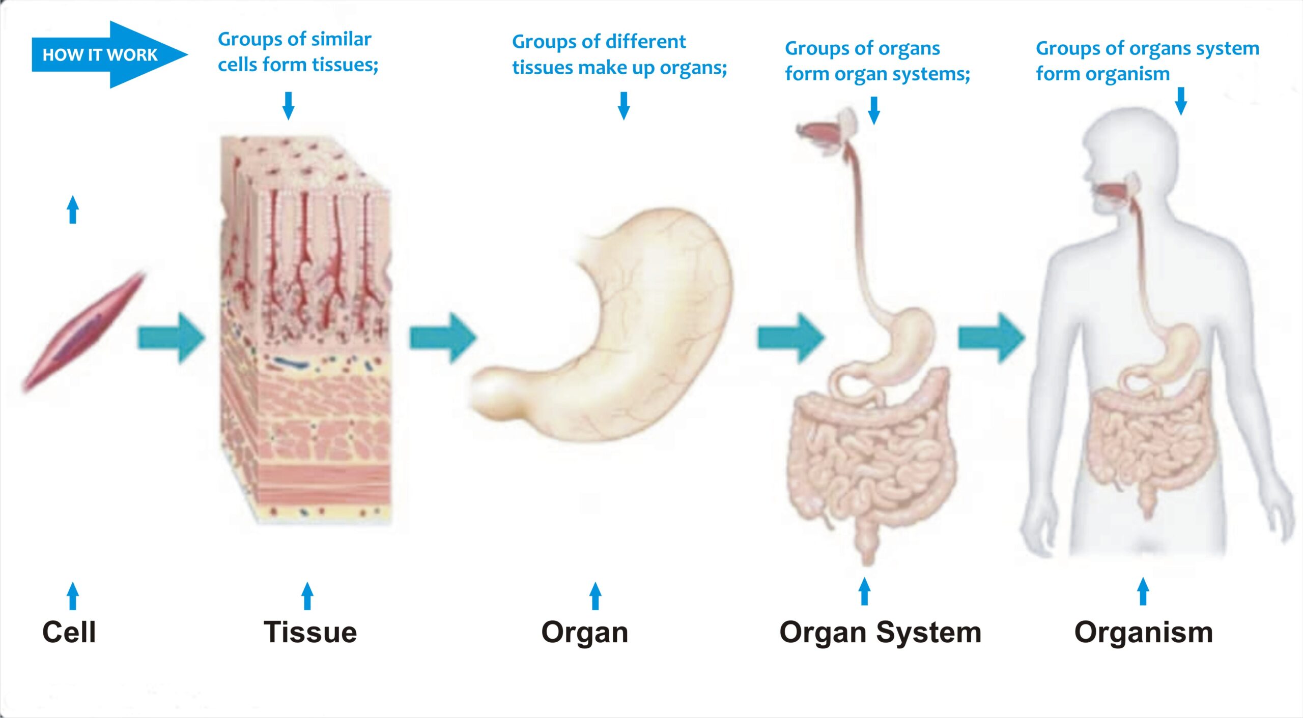 <p>LEVELS OF ORGANIZATION OF THE HUMAN BODY</p>