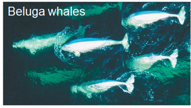 <p>Electromagnetic Receptors</p>