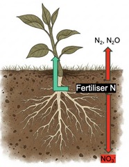 <p>It is used to manufacture nitrogen fertilizers like urea.</p>