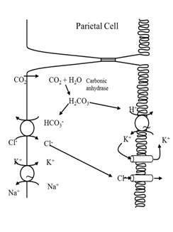 <ul><li><p>CO2 diffuses into parietal cell from plasma</p></li><li><p>hydrated to carbonic acid by carbonic anhydrase </p></li><li><p>carbonic acid dissociates to H+ and H2CO3- </p></li><li><p>proton pump actively transports H+ and K+ in </p></li><li><p>Na+ actively reabsorbed </p></li><li><p>K+ recycles to gastric lumen via K+ channel </p></li><li><p>Cl- exists passively from cell via Cl- channel </p></li></ul><p></p>