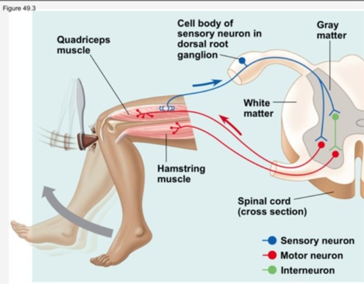 <p>An inhibitory neuron may synapse onto a lower motor neuron for the opposing muscle group, causing that muscle group to relax. This allows the muscle that was stretched to more easily contract, maximizing the reflex.</p>