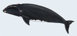 <p>North Atlantic Right Whale</p>