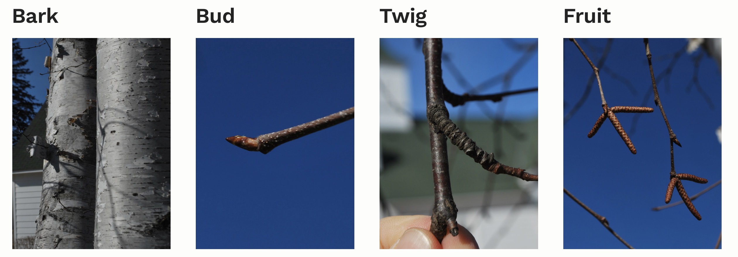 term image