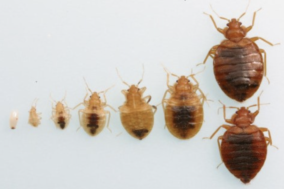 <p><strong>Smaller + paler version of the adult</strong></p><p>Young nymphs are <strong>translucent/cream</strong>, becoming darker as they develop.</p>