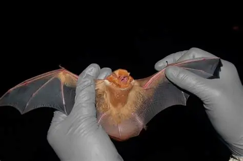 <p>What Mammal is this?</p>