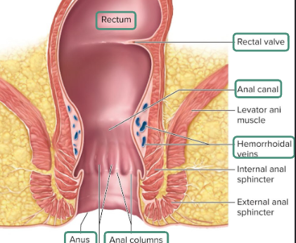 <p>anal canal</p>
