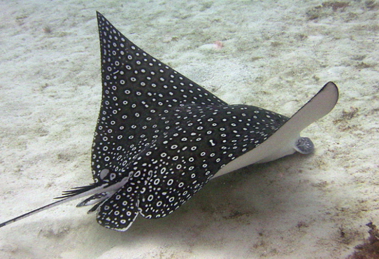 knowt flashcard image