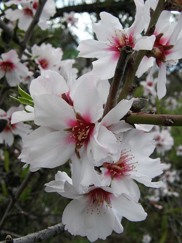 <p>prunus duclis</p>