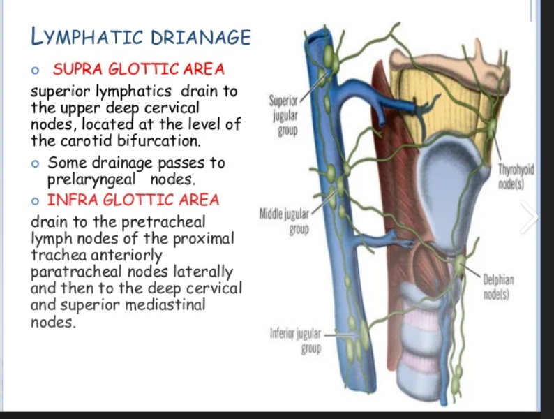 <ol start="3"><li><p><span style="background-color: transparent;"> lymph nodes</span></p></li></ol><p></p>