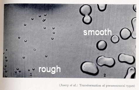 <p>S cells have a protective capsule (<strong>polysaccharides) (</strong>virulent); R cells lack it (non-virulent). </p>