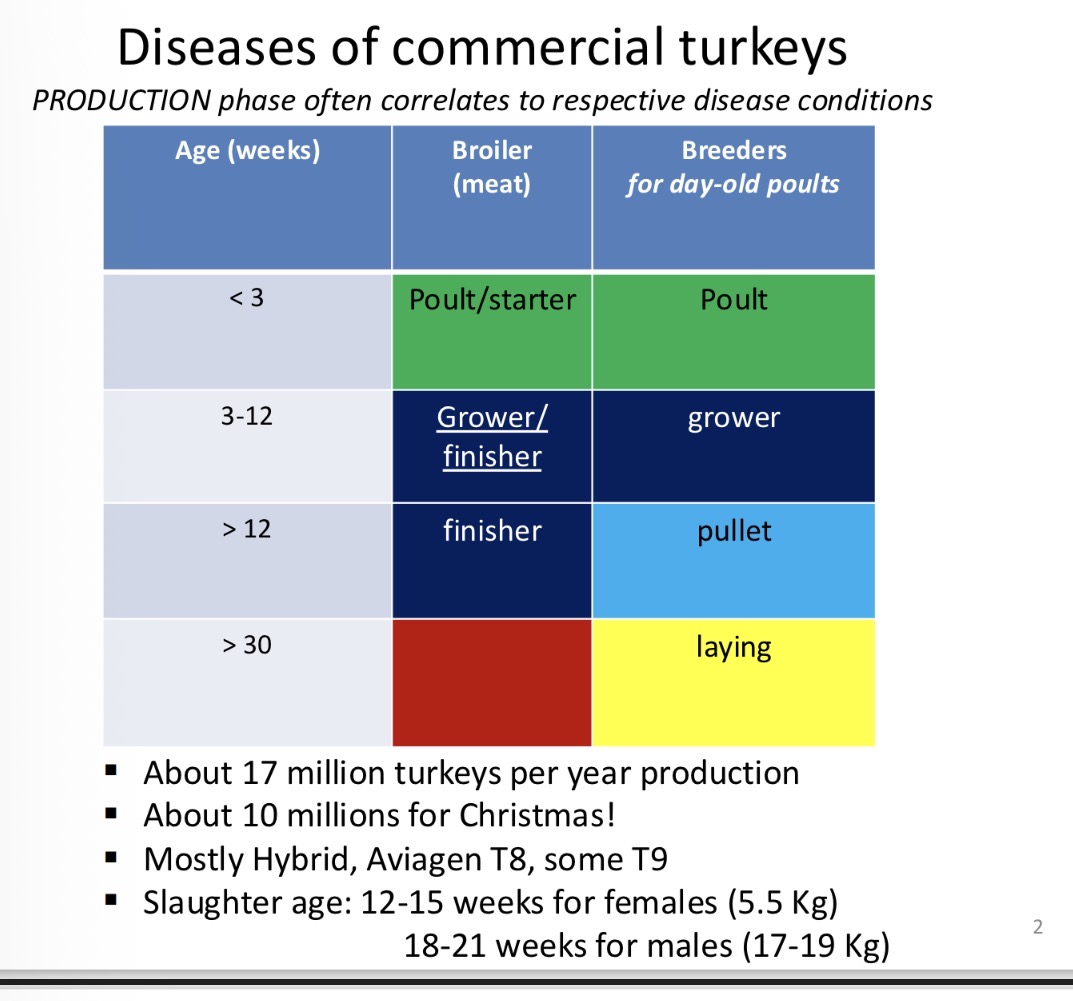 <p>Ages for different types of turkeys (broiler/ breeder)</p>