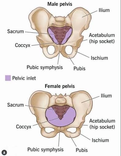 <p>female have wider pelvis for childbirth, wider sciatic notch and pubic arch and pelvic inlet</p>