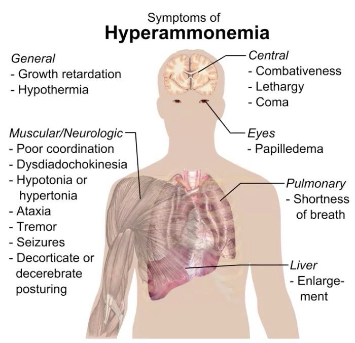 <p>Between 10-30µM</p><p>Too much causes hyperammonemia:</p><p>80µM in infants up to 1 months</p><p>55µM in older children</p><p>30µM in adults</p>