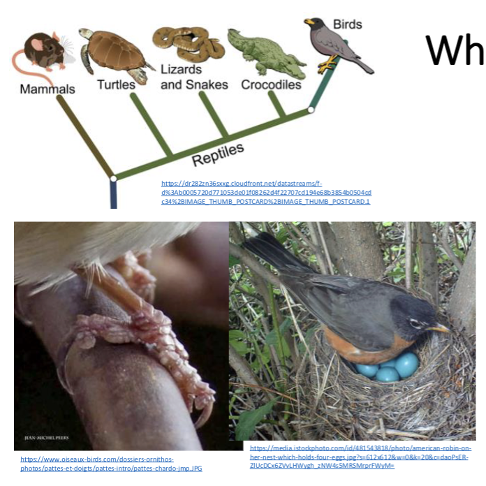 <ul><li><p>modern birds have more traits common with reptiles than mammals</p></li><li><p>good evidence for birds arising within the reptile clade after the split between sauropsids/diapsids and synapsids</p></li></ul><p></p>