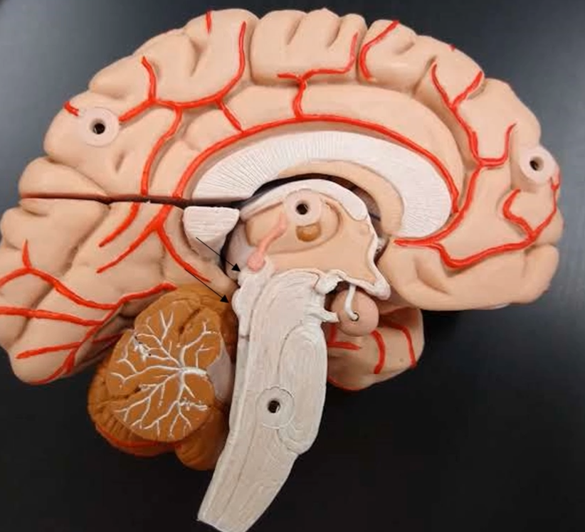 <p>What is the bottom bump that is located on the midbrain?</p>