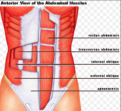 <p>Rectus abdominis* ** (Muscles of the abdomen 1 of 4):</p><p>What is OIAS<span style="color: rgb(255, 0, 0);">A</span>?</p>