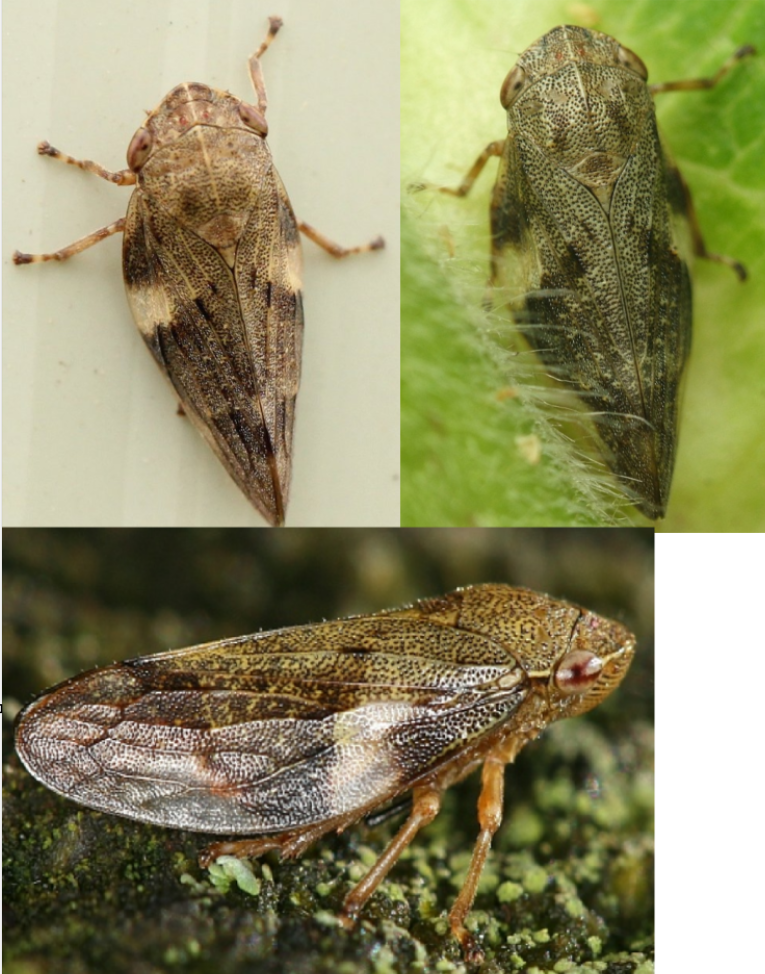 <p>ŘÁD- česky, latinsky</p><p>Podřád-česky latinsky</p><p>Infrařád-/</p><p>Čeleď-česky</p><p>rod-/</p><p>druh-česky</p><p>(hnědá, 1cm, olše vrby, larvy pěnovitá hnízda, neškodí,)</p><p></p>