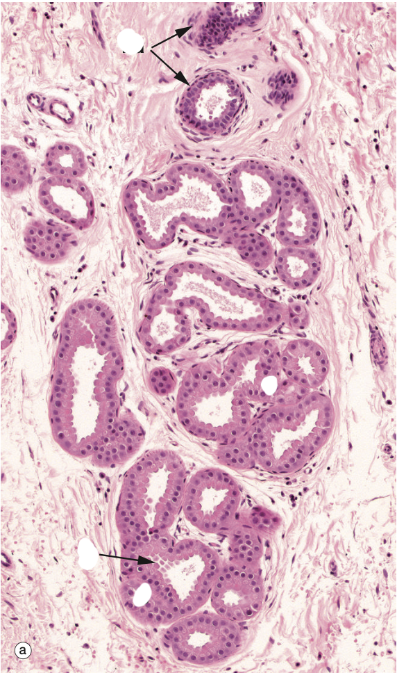 <p>Identify the Structure</p>