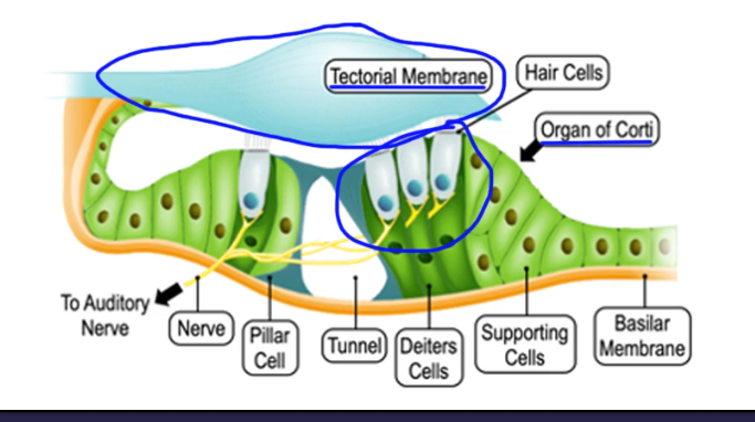 <p>three ducts: <strong>Basilar membrane</strong>: membrane in the middle that sits under the hair cilia. <strong>organ of corti: </strong>sits on basilar membrane and contains many hair cells that detect sound!!. <strong>Tectorial membrane: located</strong>, like an awning, above the organ of corti. </p>