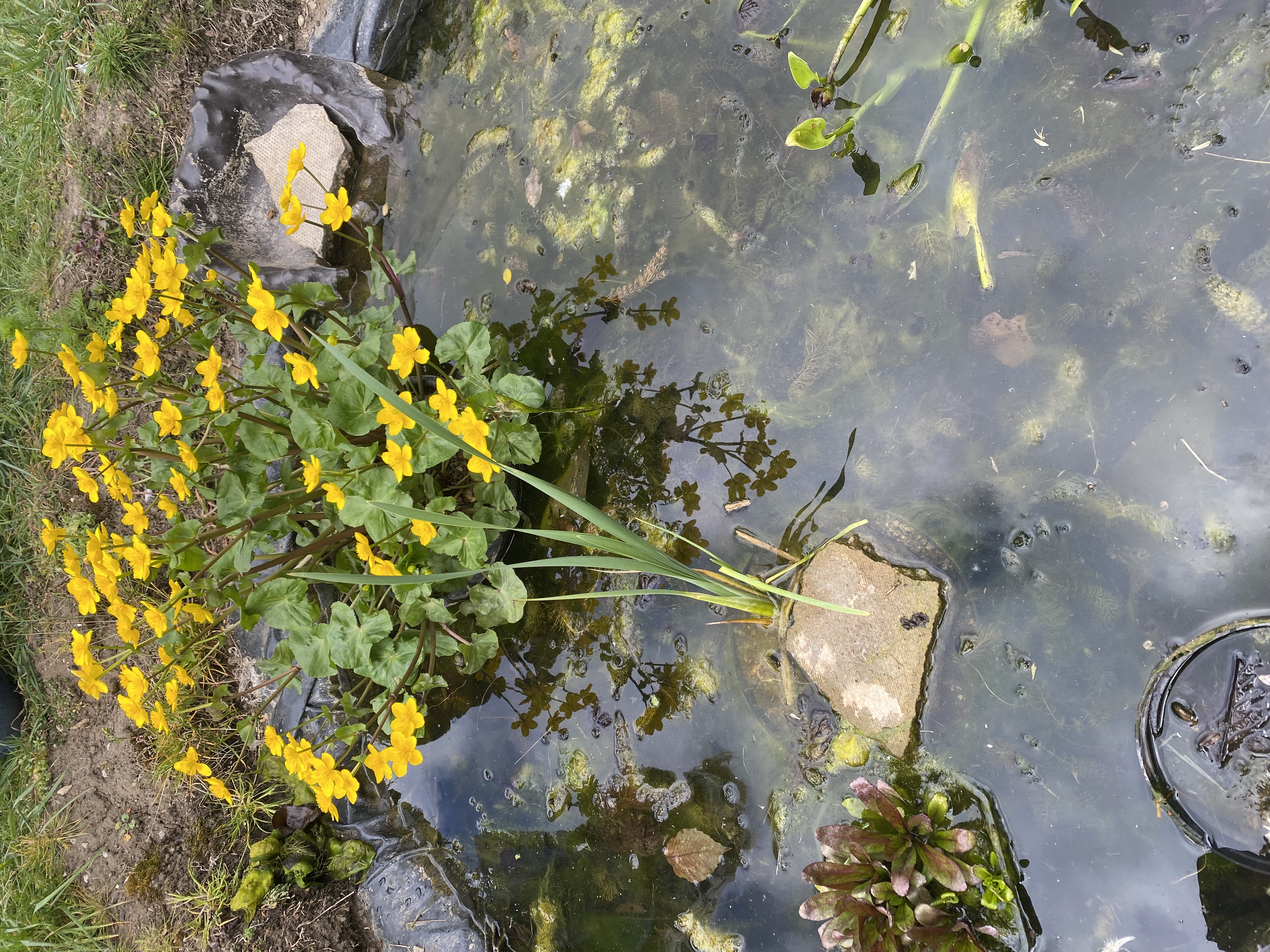 <p><em>Typha angustifolia</em> light preference </p>