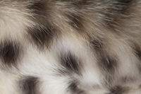 <p><strong>the thick hair that covers the bodies of some animals, or the hair-covered skin(s) of animals, removed from their bodies:</strong></p><p><span><em>She stroked the rabbit's soft ____.</em></span></p><p>fake fur <span><em>"Is that real ____ on your collar?" "Certainly not - I only wear fake fur."</em></span></p><p>fur coat <span><em>She was wearing a ____ coat and black leather boots.</em></span></p><p><span><em>Native Americans traded ____s with early European settlers.</em></span></p>