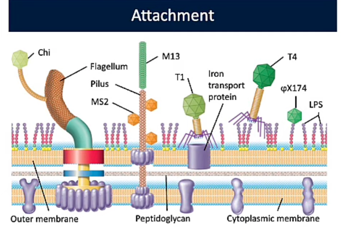 <p>Attachment (Viral Replication PT1)</p>