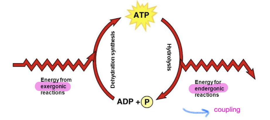 <ul><li><p>Chemical (building biopolymer like protein/DNA)</p></li><li><p>Transport (ex. sodium potassium pump)</p></li><li><p>Mechanical (ex. protein motor walking on microtubule and carrying a vesicle)</p></li></ul><p>Driven by ATP hydrolysis (energy released used for endergonic reactions)</p>