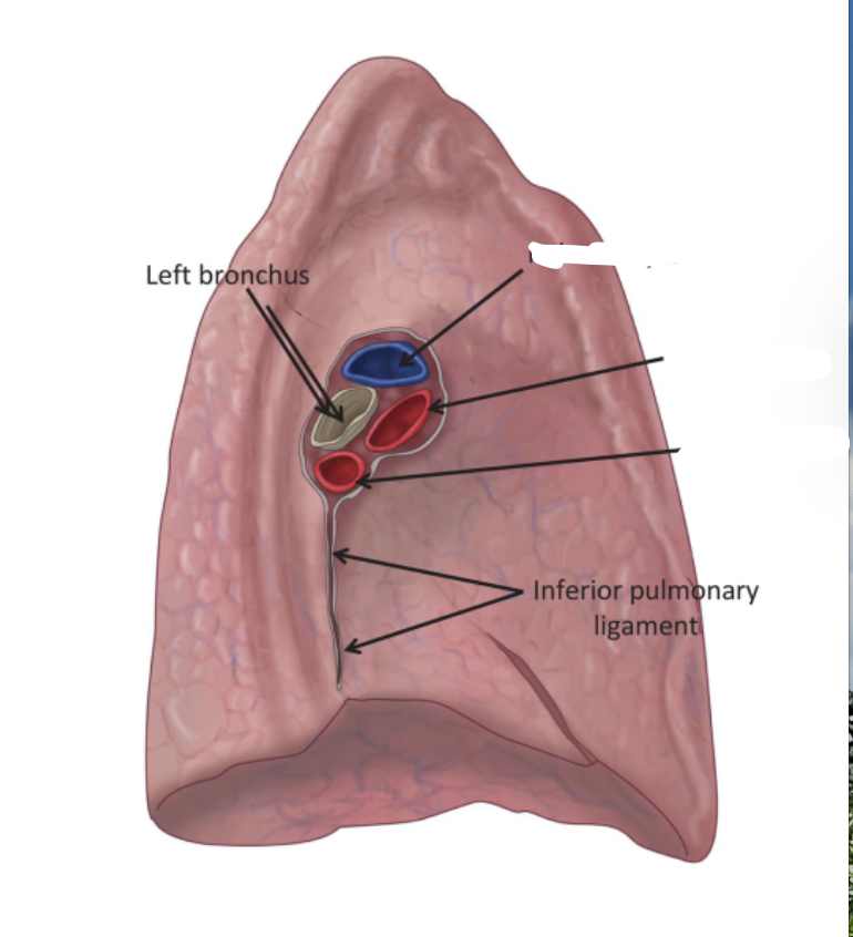 <p>Label the artery/vein inserts of the left lung</p>