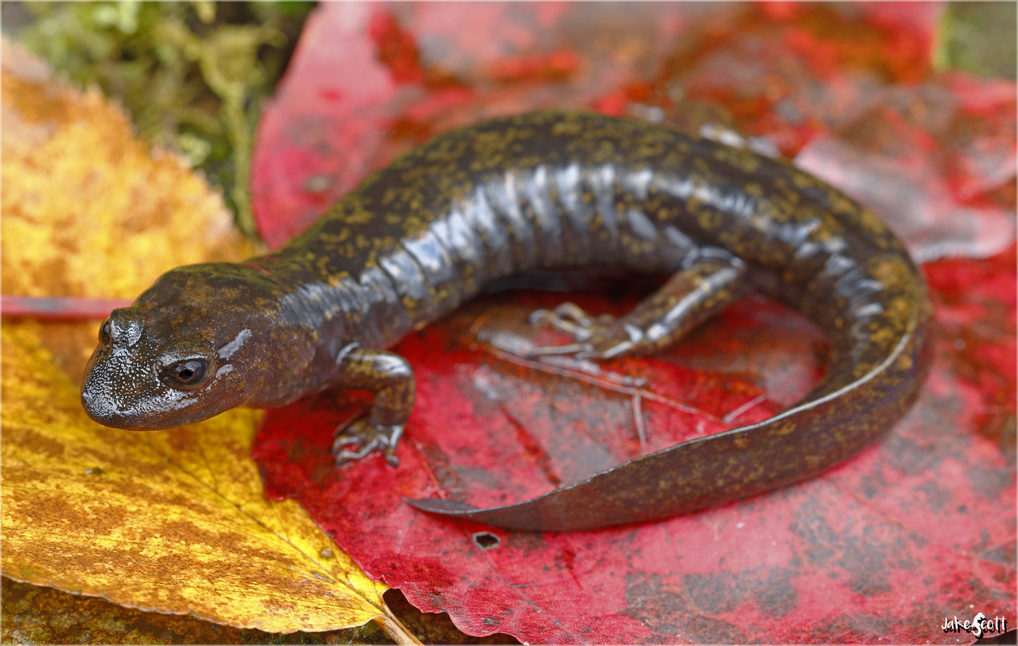 <p>Shovelnose Salamander</p>
