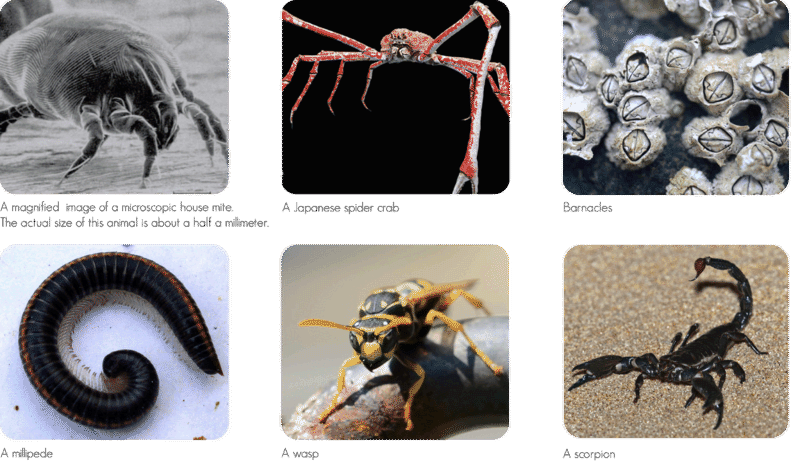 <ul><li><p><strong>Ömsar hud </strong></p></li><li><p>Kräftdjur, insekter, spindlar, tusenfotingar </p></li></ul><p></p>