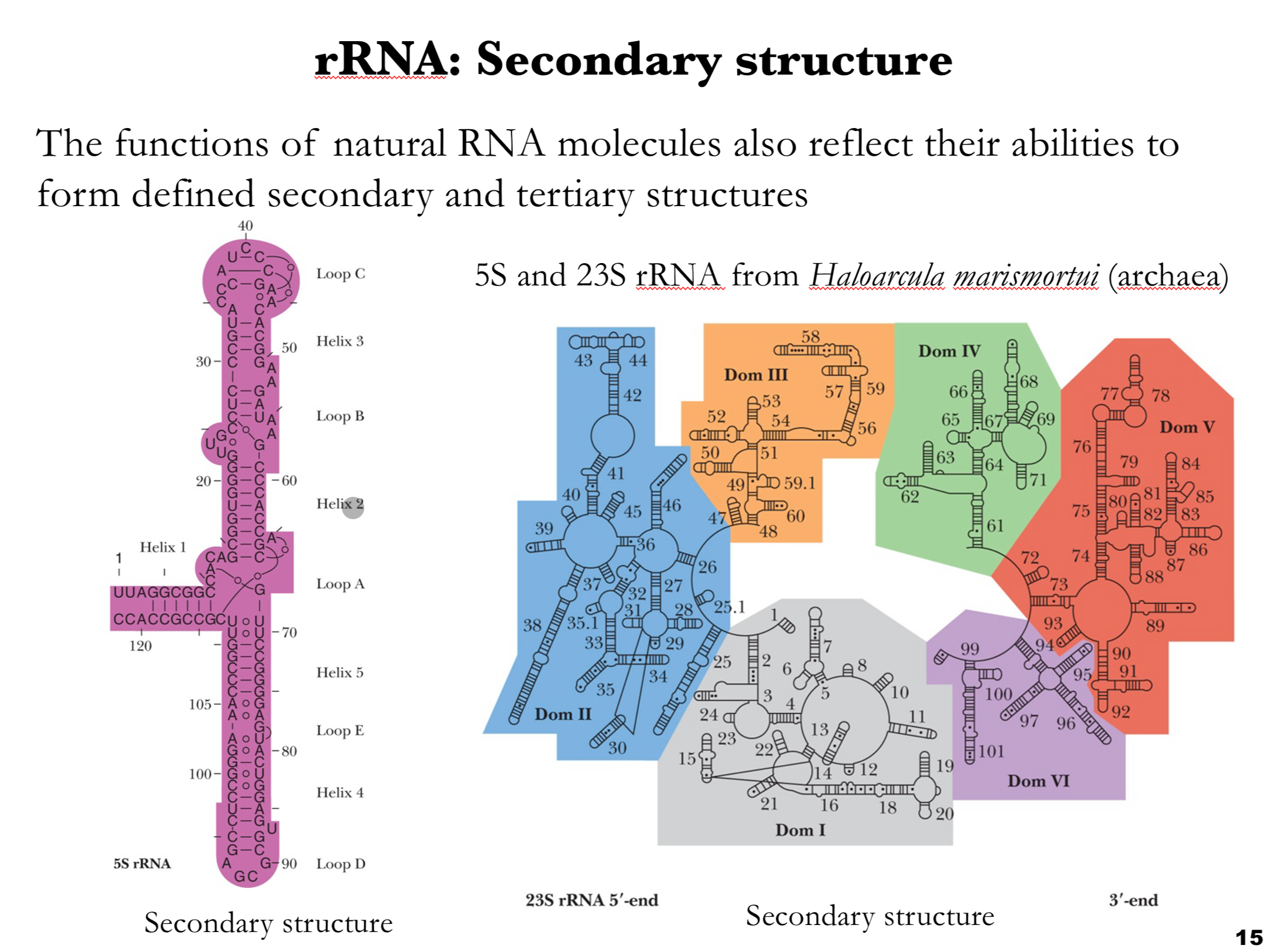 <p>This slide focuses on the <strong>secondary structures of ribosomal RNA (rRNA)</strong>, using <strong>5S and 23S rRNA</strong> from the archaeon <strong><em>Haloarcula marismortui</em> as examples.</strong></p><p>&nbsp;</p><p><strong>Left panel: 5S rRNA</strong></p><p>Shows the <strong>secondary structure of 5S rRNA</strong>, approximately 120 nucleotides long.</p><p>It folds into a compact structure with multiple <strong>helices (Helix 1–5)</strong> and <strong>loops (A–E)</strong>, including the long <strong>Loop C</strong> at the top.</p><p>The arrangement highlights the highly structured and conserved nature of rRNA, critical for its role in ribosome assembly and function.</p><p><strong>Right panel: 23S rRNA</strong></p><p>Displays the <strong>secondary structure of the much larger 23S rRNA</strong>, broken into colored <strong>domains (I–VI)</strong> for clarity:</p><p><strong>Domain I</strong> (gray)</p><p><strong>Domain II</strong> (blue)</p><p><strong>Domain III</strong> (orange)</p><p><strong>Domain IV</strong> (green)</p><p><strong>Domain V</strong> (red)</p><p><strong>Domain VI</strong> (purple)</p><p>Each domain contains multiple helices and loops, forming a complex scaffold essential for protein synthesis.</p><p><strong>Key point:</strong></p><p><mark data-color="yellow" style="background-color: yellow; color: inherit;">rRNA molecules are highly structured RNAs whose </mark><strong><mark data-color="yellow" style="background-color: yellow; color: inherit;">extensive base-pairing and conserved motifs</mark></strong><mark data-color="yellow" style="background-color: yellow; color: inherit;"> are essential for their catalytic and structural roles in the ribosome.</mark></p>