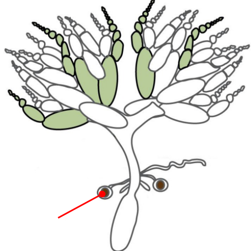 <p>A specialized organ connected to the oviduct that allows the female Drosophila to store the sperm from a male for very long periods of time</p>