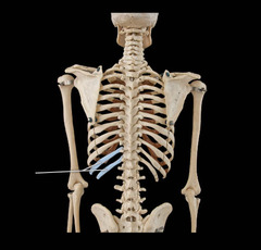 <p>last two pairs of ribs; do not attach to sternum</p>