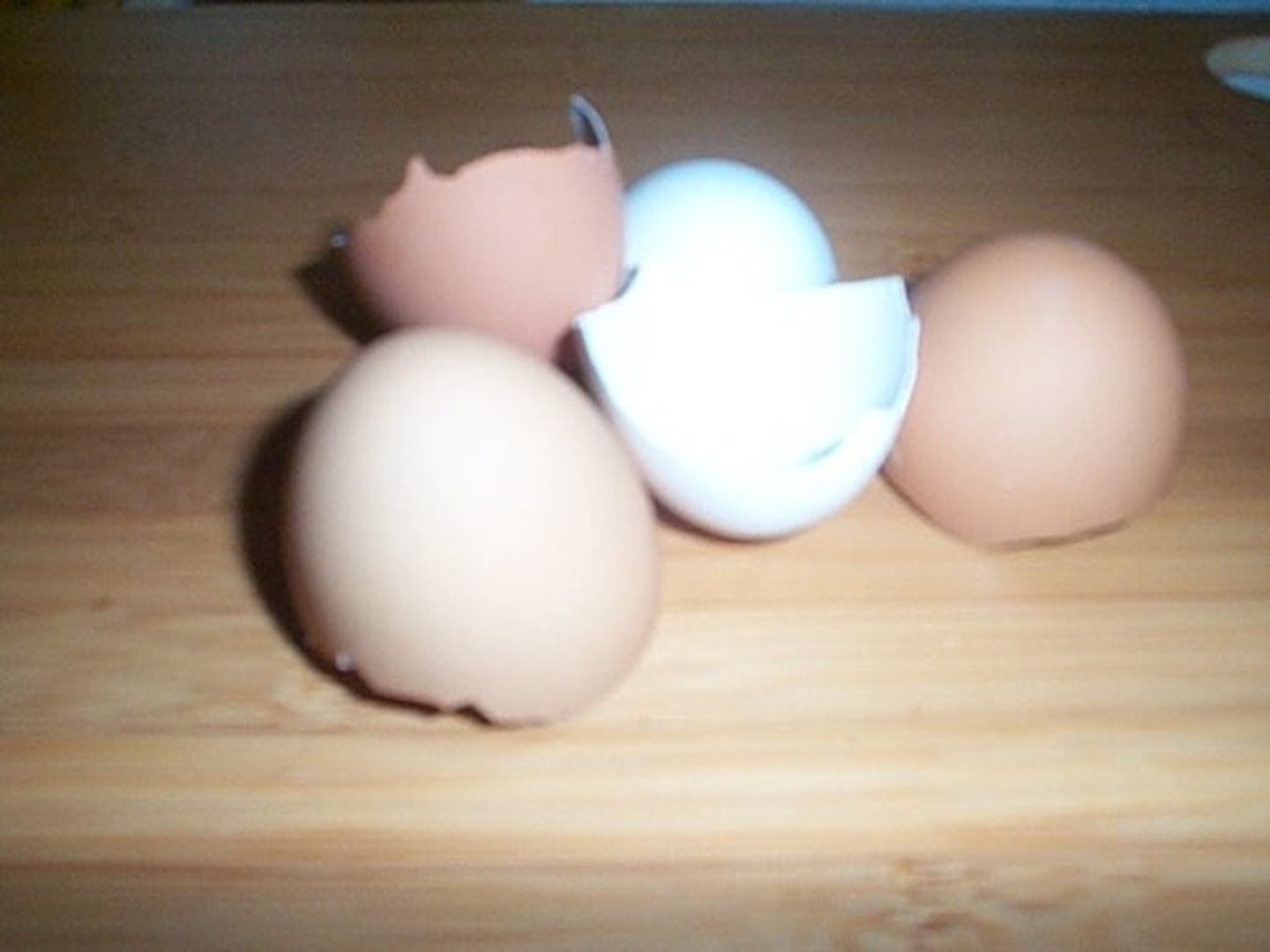 <p>Calcareous or leathery outer, porous covering that protects the developing embryo</p>